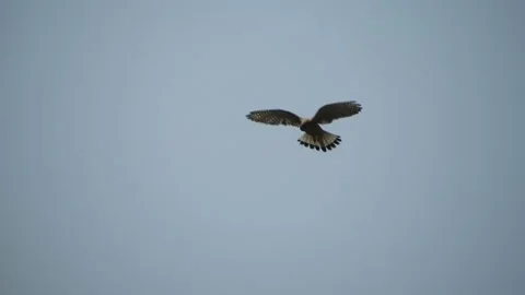 Common kestrel (Falco tinnunculus) Stock Footage 234346441