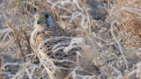 Common kestrel (Falco tinnunculus) Stock Footage 234346515