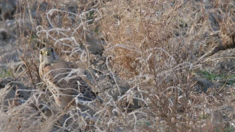 Common kestrel (Falco tinnunculus) Stock Footage 234346546