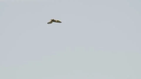 Common kestrel (Falco tinnunculus) hovering flying in the air, Slowmotion 120fps Stock Footage 231606034