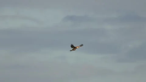 Common Kestrel (Falco tinnunculus) Hovering and Flying in Slow Motion Stock Footage 332805152
