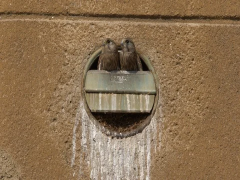 Common kestrel (Falco tinnunculus) nesting in the city Stock Footage 80862038