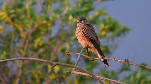 Common Kestrel (Falco tinnunculus) Perched on Tree in Golden Light. Slow Motion Stock Footage 309705205