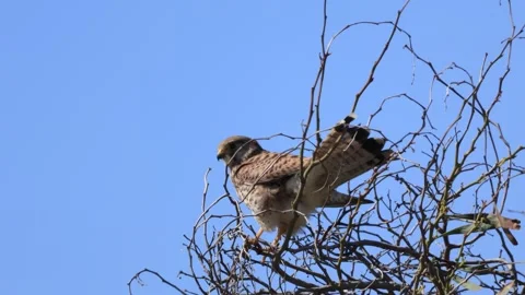Common Kestrel (Falco tinnunculus) Perched on Tree Branches Stock-Footage 332805102