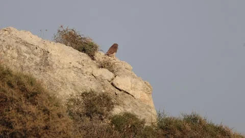 Common Kestrel (Falco tinnunculus) perched on a steep cliff facing strong wind Stock Footage 337558215