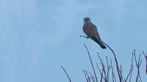 Common kestrel (Falco tinnunculus) perching on a tree in cold winter Stock Footage 299787230