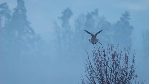 Common kestrel (Falco tinnunculus) perching on a tree in cold winter Stock Footage 299787370