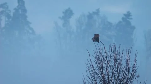 Common kestrel (Falco tinnunculus) perching on a tree in cold winter Stock-Footage 299787439