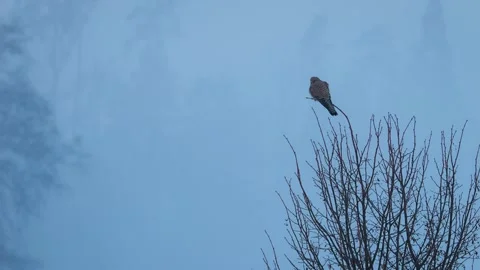 Common kestrel (Falco tinnunculus) perching on a tree in cold winter Stock-Footage 299787441