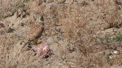 Common kestrel, Falco tinnunculus, Spain Vídeo Stock 234346996
