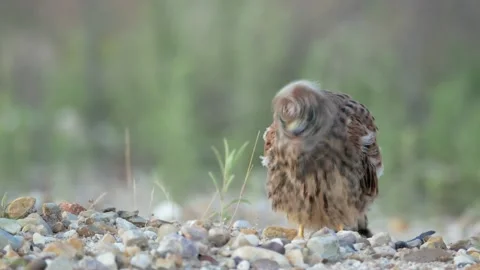 Common kestrel, Falco tinnunculus, Spain Видео 234347239