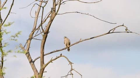 Common Kestrel Falco tinnunculus on a Tree in the Wild Stock-Footage 310574497