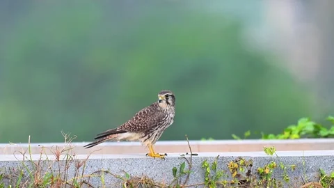 Common Kestrel Falcon Bird of Prey Perched on Concrete Wall 스톡 동영상 330787673