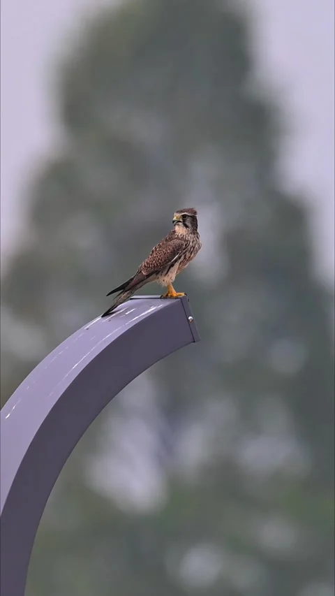 Common Kestrel Falcon Perched on Modern Curved Lamp Post Structure 스톡 동영상 330787632