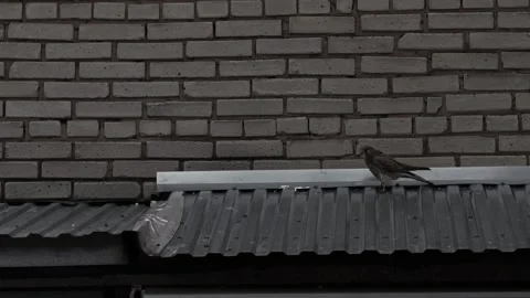 Common kestrel falcon walking on corrugated metal roof and flying away. Sma.. Stock Footage 338439869
