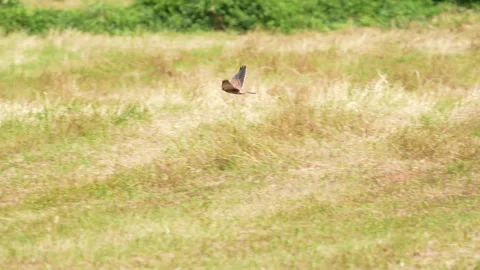 Common kestrel flies above harvested fields in slow motion Stock Footage 280056680