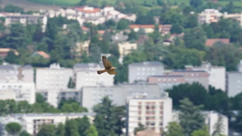 Common kestrel flies next to an urban area Stock Footage 280057293