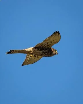 Common Kestrel in flight carrying a lizard in its talons Stock Photos