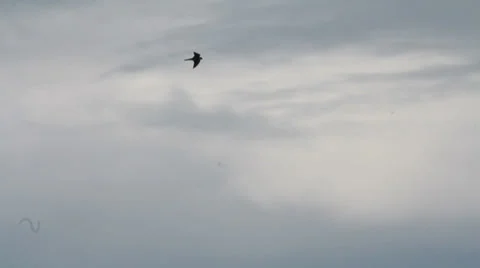 Common Kestrel in Flight Vídeo Stock 30299199