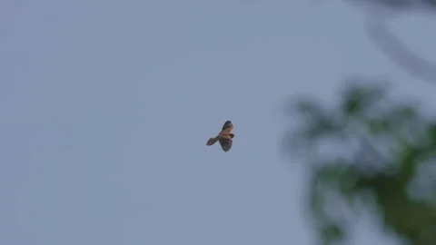 Common kestrel in flight, slow motion 4K Stock Footage 280129998