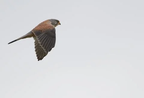 Common kestrel flying Stock Photos