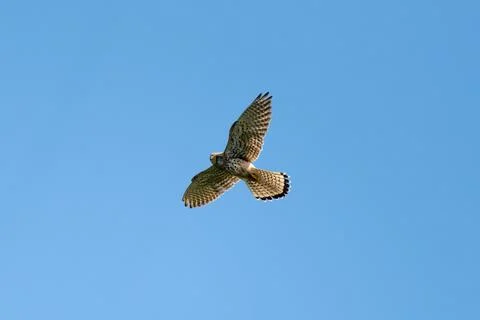 Common Kestrel Flying Stock Photos
