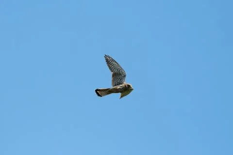 Common Kestrel Flying Stock Photos