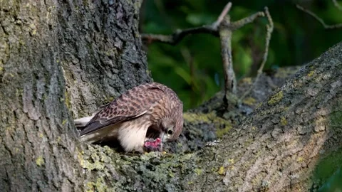 Common kestrel Stock Footage 143745086