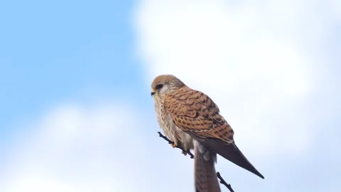 Common Kestrel Stock Footage 331153016