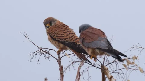 Common Kestrel Stock Footage 331513344