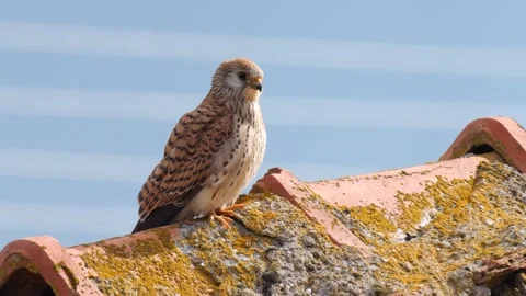 Common Kestrel Stock Footage 331926743