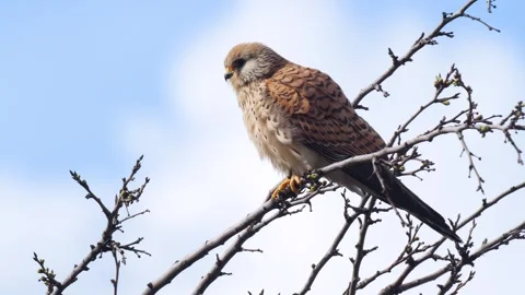 Common Kestrel Video stock 332046898