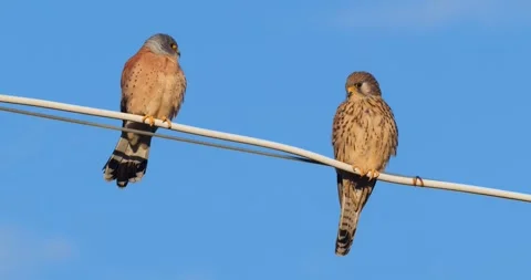 Common Kestrel Stock Footage 332069781
