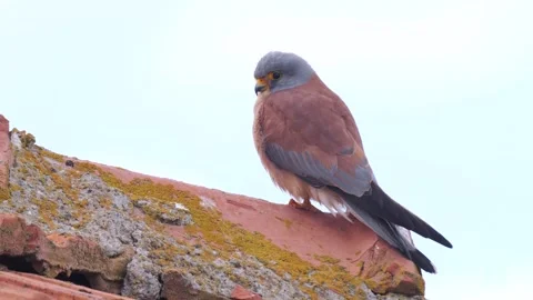 Common Kestrel Stock Footage 332300631