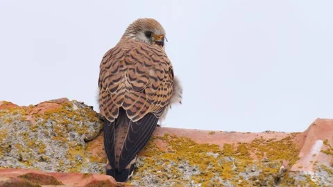 Common Kestrel Stock Footage 332613840