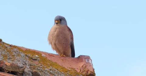 Common Kestrel Stock Footage 332868344