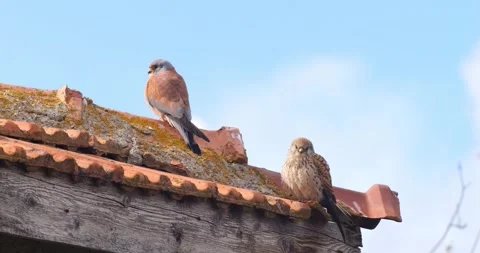 Common Kestrel 스톡 동영상 337168606