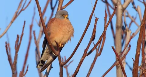 Common Kestrel Видео 337463074