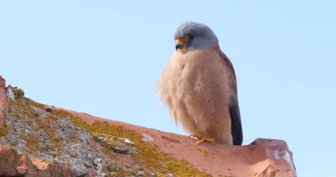 Common Kestrel 스톡 동영상 342277686