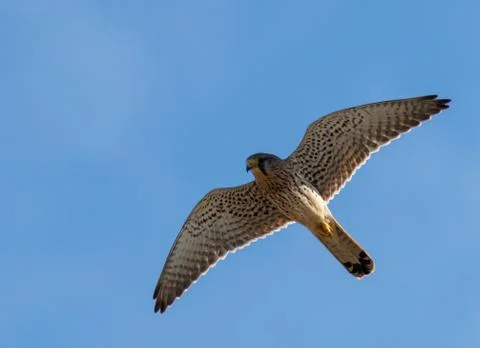Common Kestrel Gliding Stock Photos