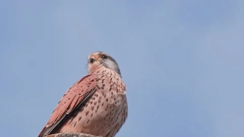 Common Kestrel hawk standing on the pole with the sky in the background Stock-Footage 169788210