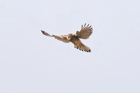 Common kestrel hovering above de prey (Falco tinnunculus). Bird of Prey Stock Photos