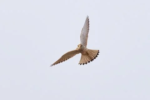 Common kestrel hovering above de prey (Falco tinnunculus). Bird of Prey Stock Photos