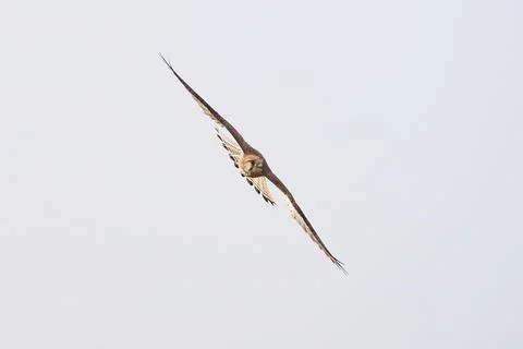 Common kestrel hovering above de prey (Falco tinnunculus). Bird of Prey Stock Photos