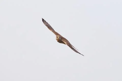 Common kestrel hovering above de prey (Falco tinnunculus). Bird of Prey Stock Photos