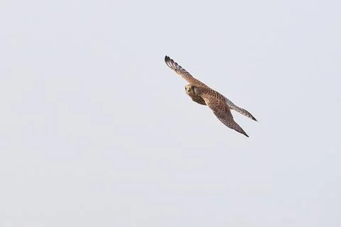 Common kestrel hovering above de prey (Falco tinnunculus). Bird of Prey Stock Photos