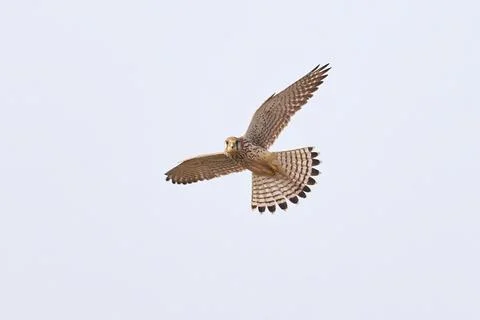 Common kestrel hovering above de prey (Falco tinnunculus). Bird of Prey Stock Photos
