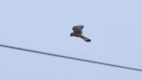 Common kestrel hunting Stock Footage 108403385