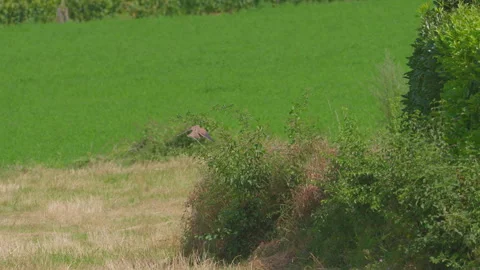 Common kestrel lands on a branche in slow motion Stock Footage 280130078