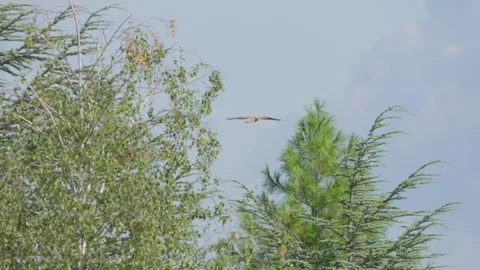 Common kestrel lands on the top of a tree in 4K slow motion Stock Footage 280130207